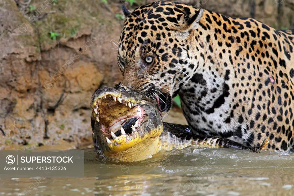 Jaguar killing the Cayman it has just captured Pantanal