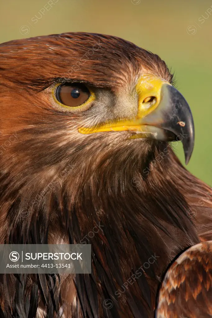 Portrait of a Golden eagle