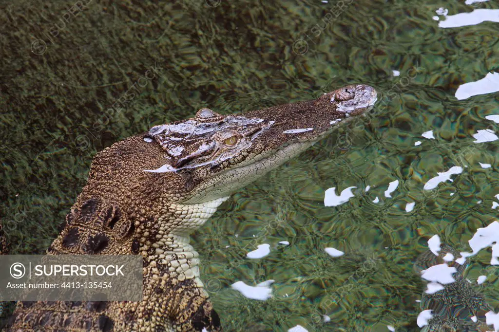 Nile Crocodile in the water