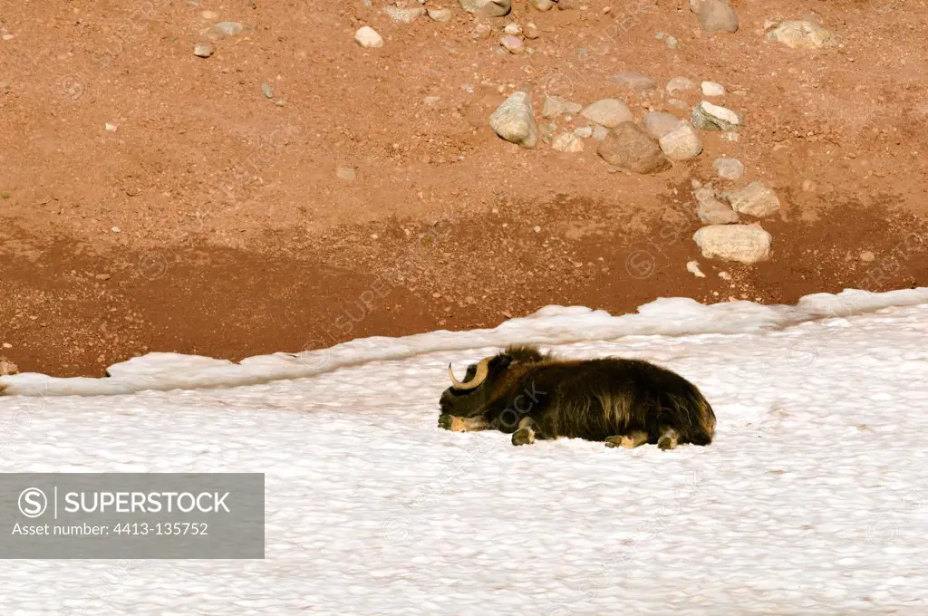 Musk ox lying on the snow Carlsberg Fjord Greenland