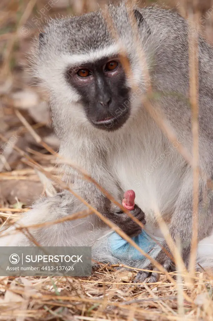 Grivet Monkey making his toilet PN Kruger RSA