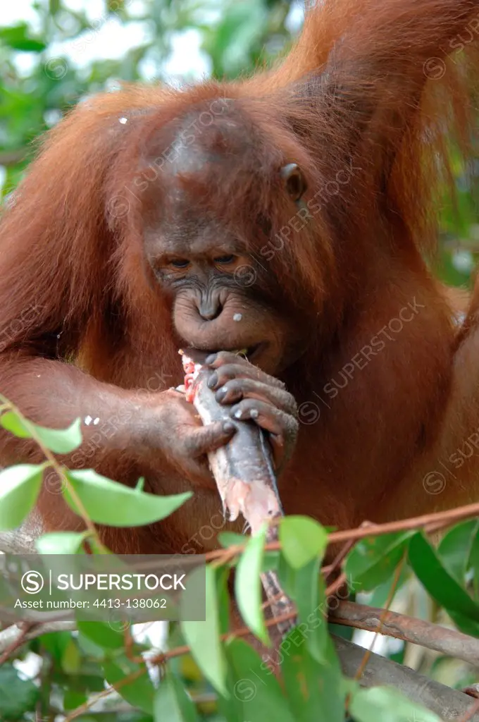 Orangutan eating fish Kajang island Central Borneo