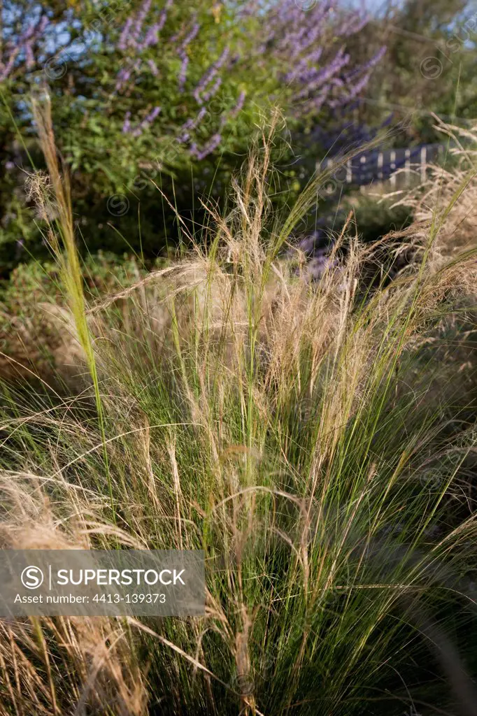 Feather grass in a garden in summer