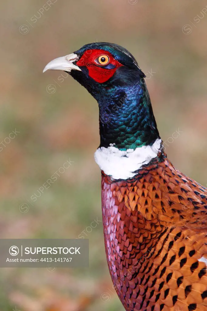 Portrait of a male Ring-necked pheasant in autumn