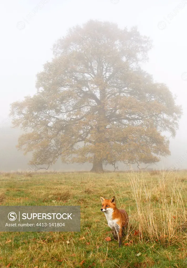 Red fox standing in a meadow on a misty morning GB