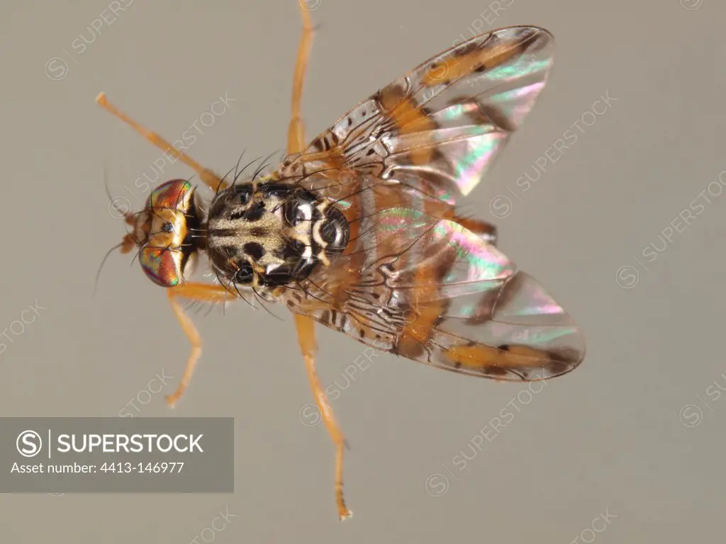 Female Mediterranean fruit Fly in dorsal view