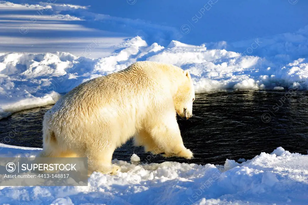 Male polar bear going to swimm Swedish