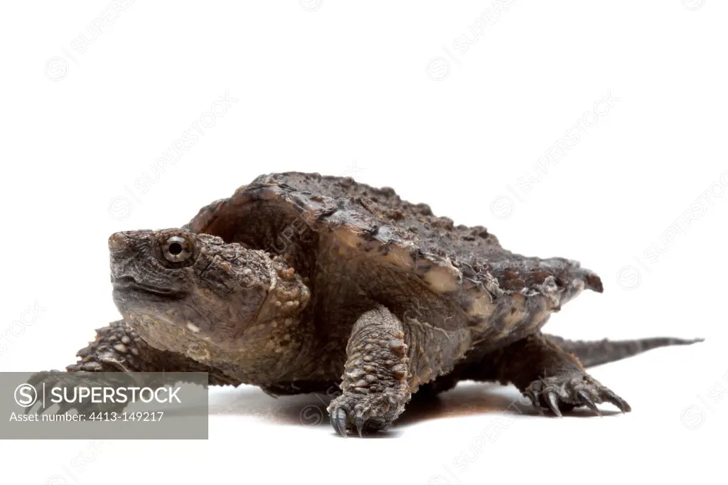 Young Snapping turtle on a white background