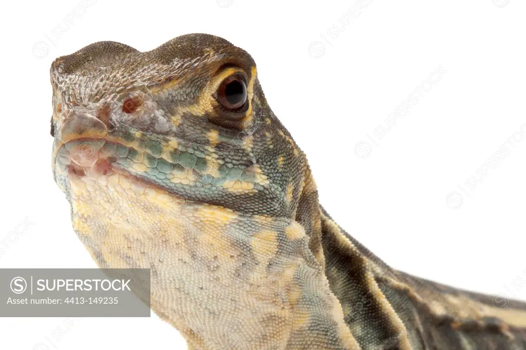 Portrait of Butterfly Lizard on a white background