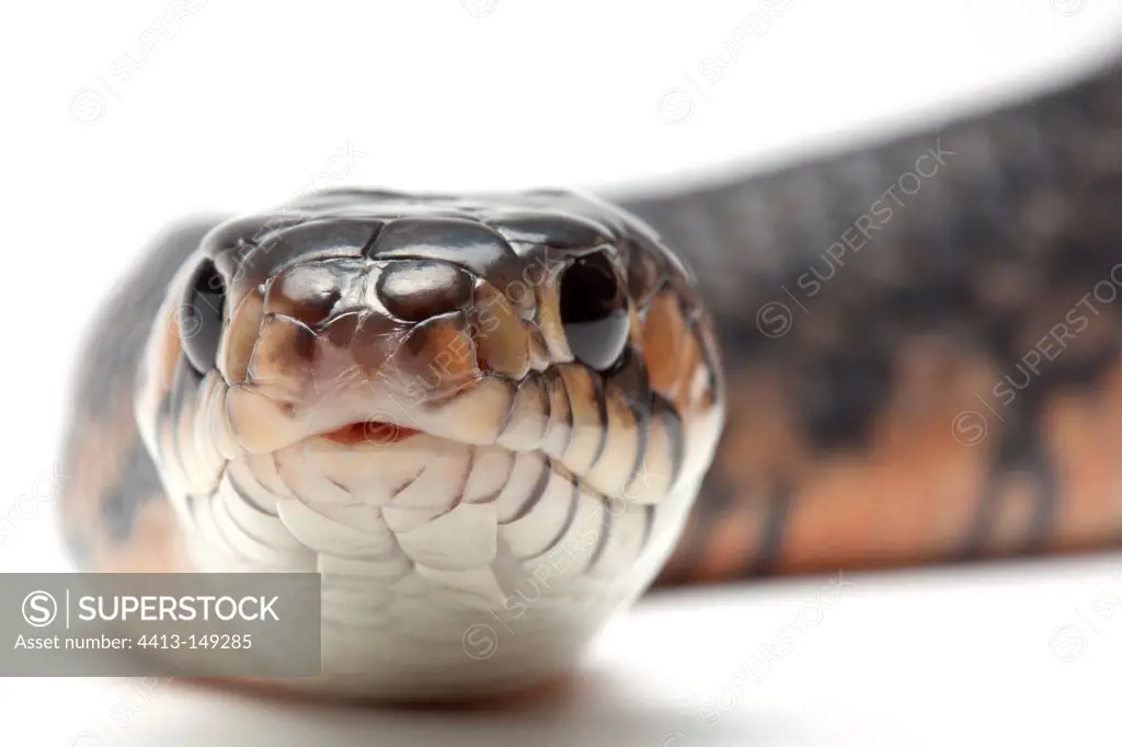 Central American Indigo Snake on white background