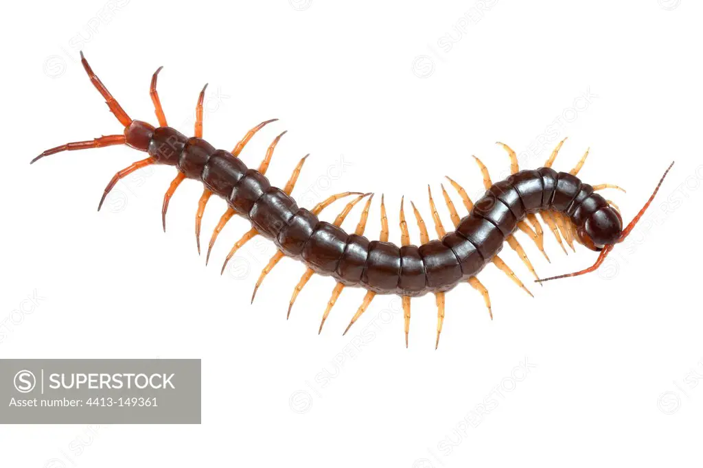 Barbados Giant Centipede on white background