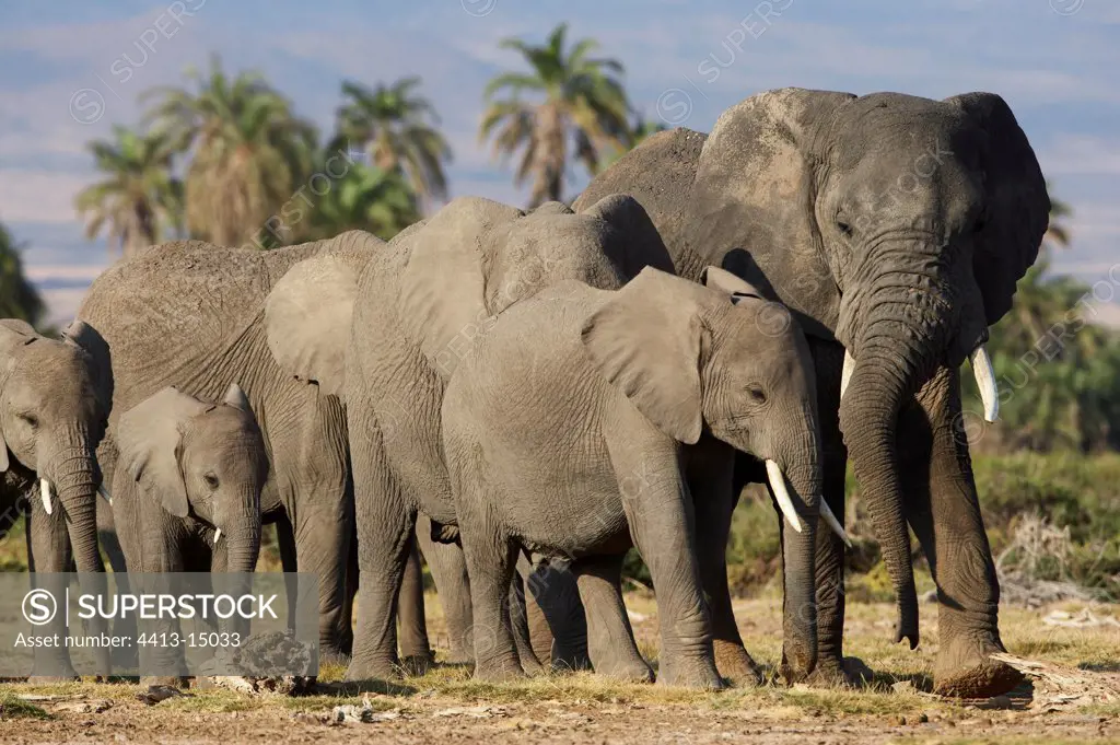 African elephants Amboseli national park Kenya