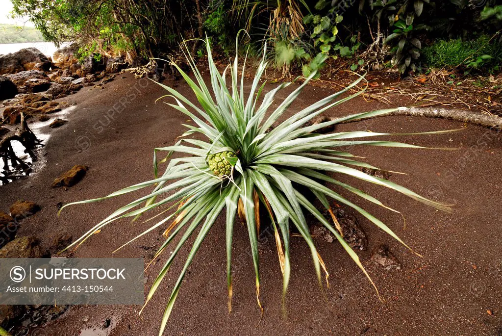 Tahitian screwpine on the southern coast of New Caledonia