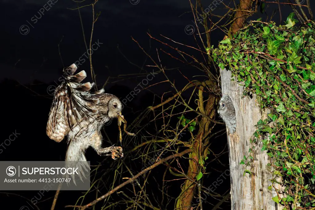 Tawny Owl bringing a prey to nest