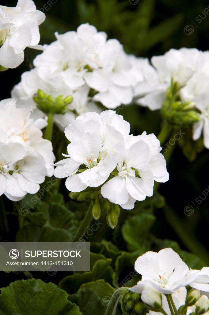 Zonal geranium 'Sunrise Cassandra', June - SuperStock