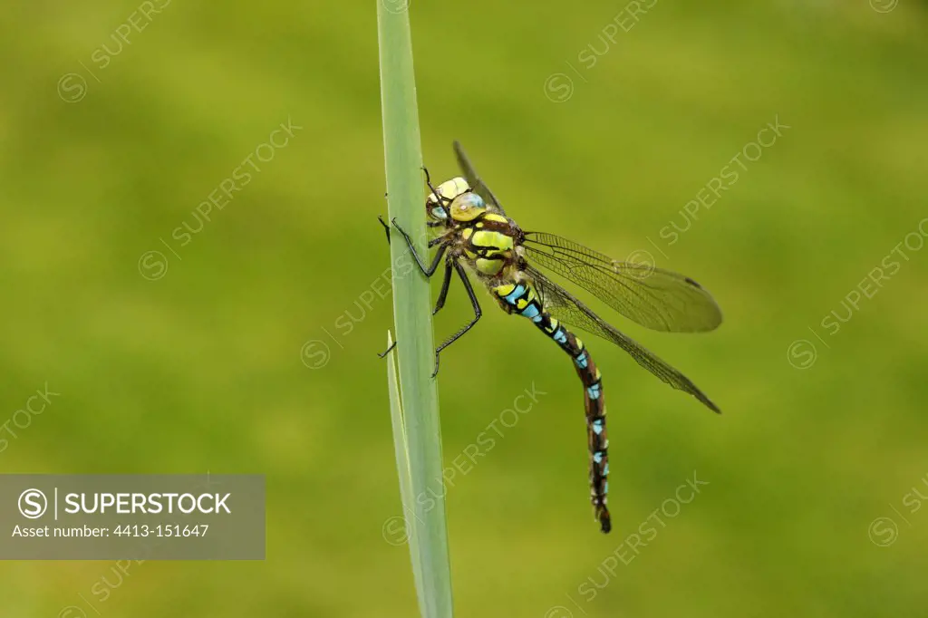 Male Azure hawker on a leaf Midlands UK