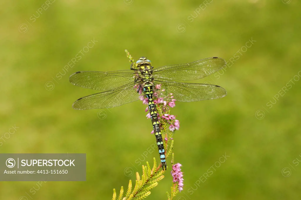 Male Azure hawker on a flower Midlands UK