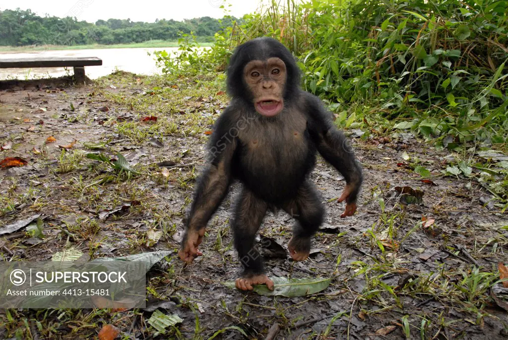 Young 2 year old Chimpanzee going