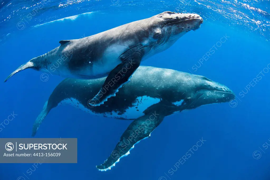 Young Humpback Whale and its mother on the water surface