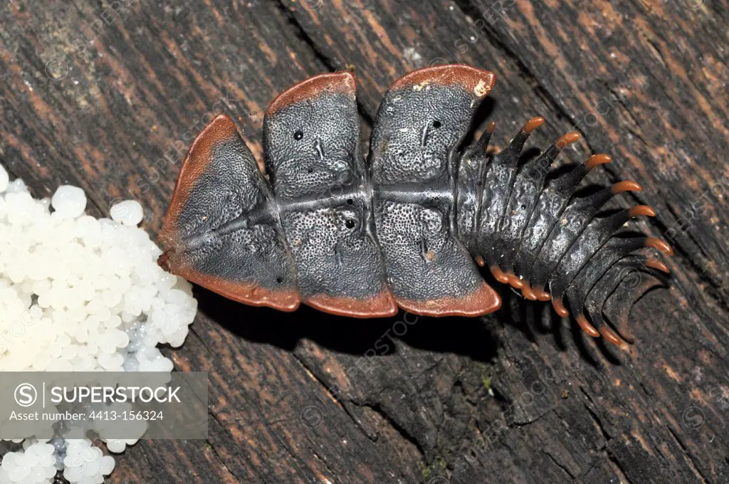 Larvae Trilobite beetle feeding on fungi