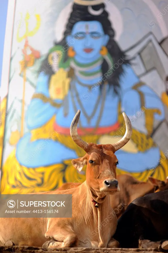 Cow lying on a street in Varanasi in India