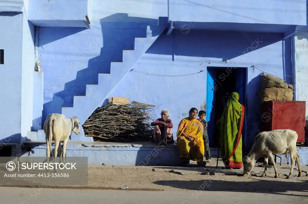 Cows on a street in Varanasi in India