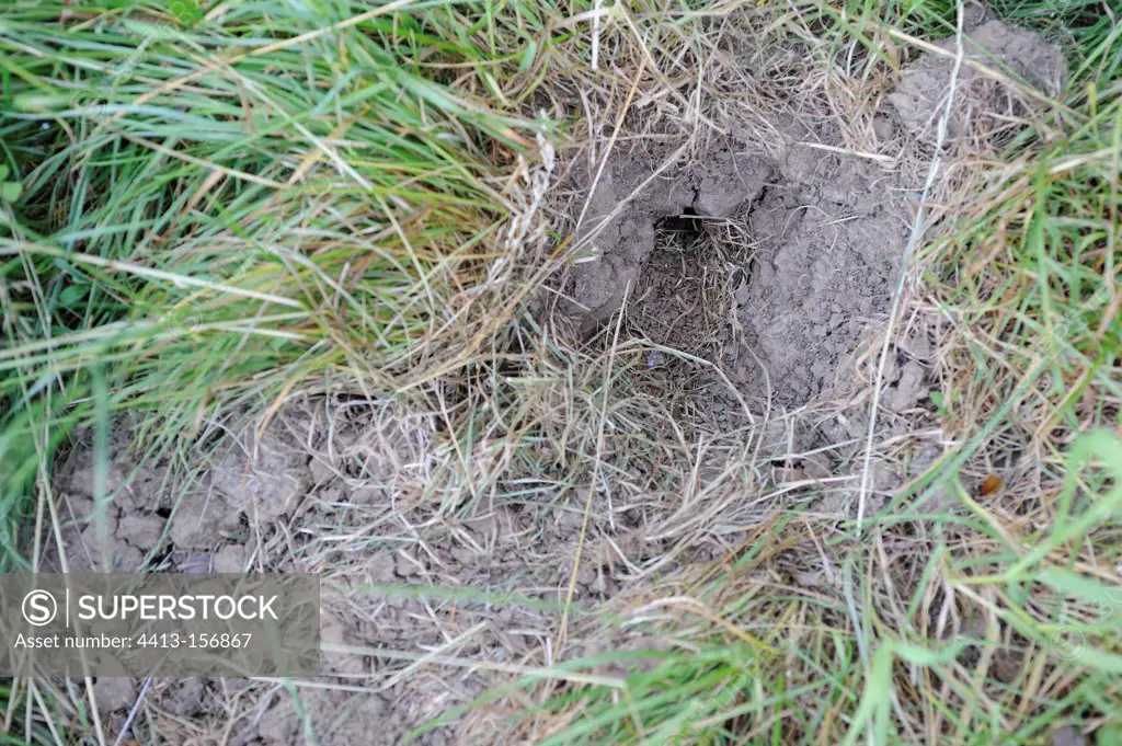 Vole nest dug by a foxFrance