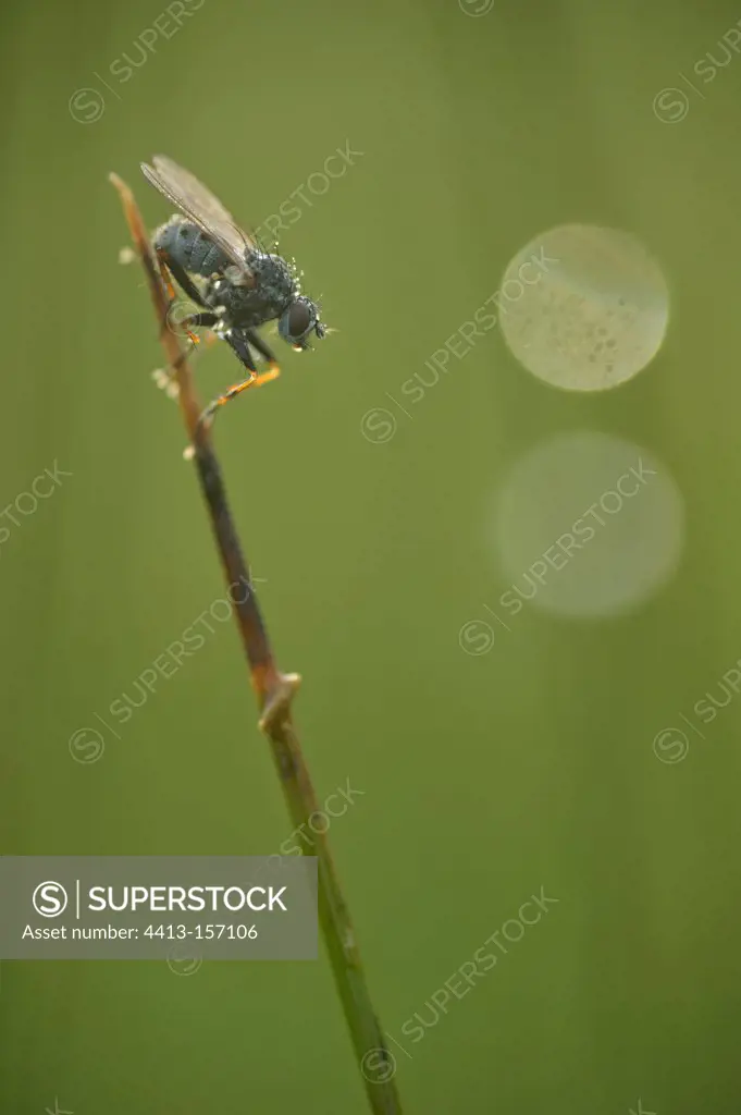 Fly on a Rush rod on the sandy moor Finistère