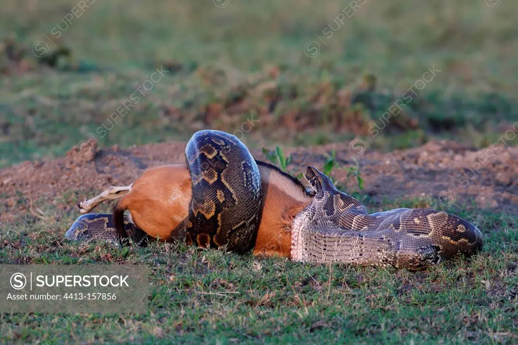 African rock python eating a Thomson's gazelle Masai Mara