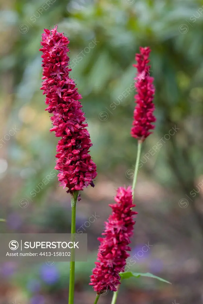 Mountain fleece 'Fat Domino' in bloom in a garden in autumn