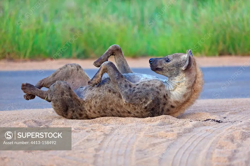 Spotted hyena on his back to scratch PN Kruger RSA