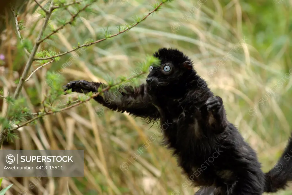 Maki macaco jumping to a branch of tree Netherlands