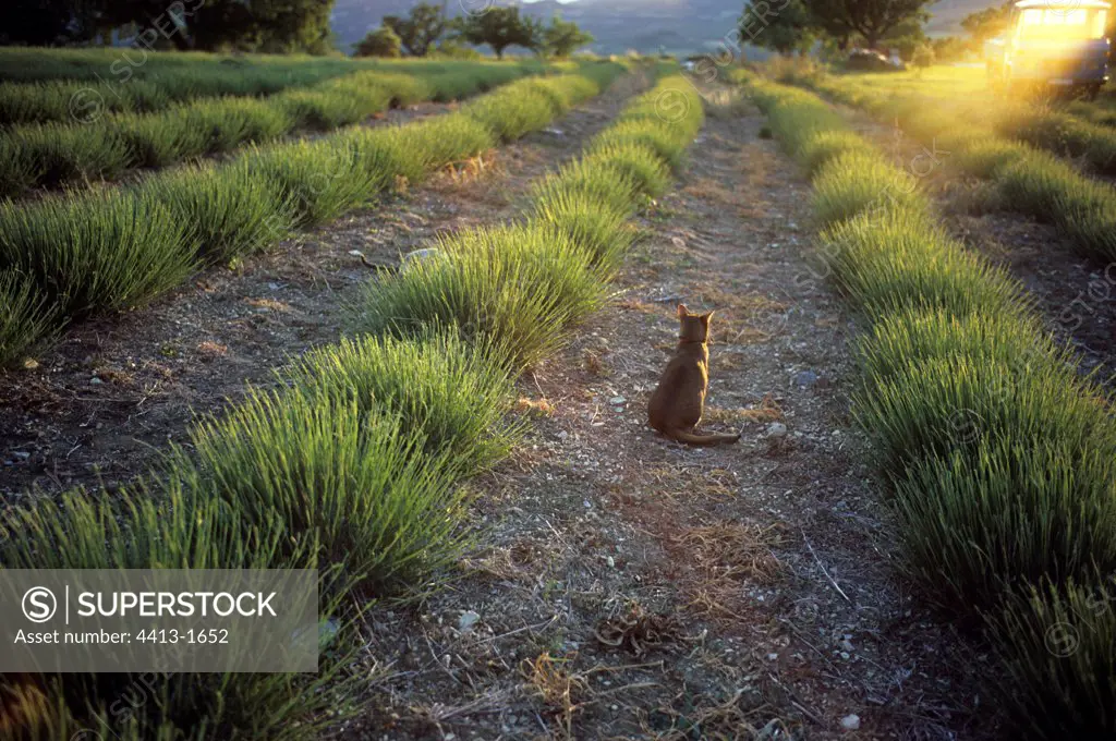 Abyssin cat in a lavender field France