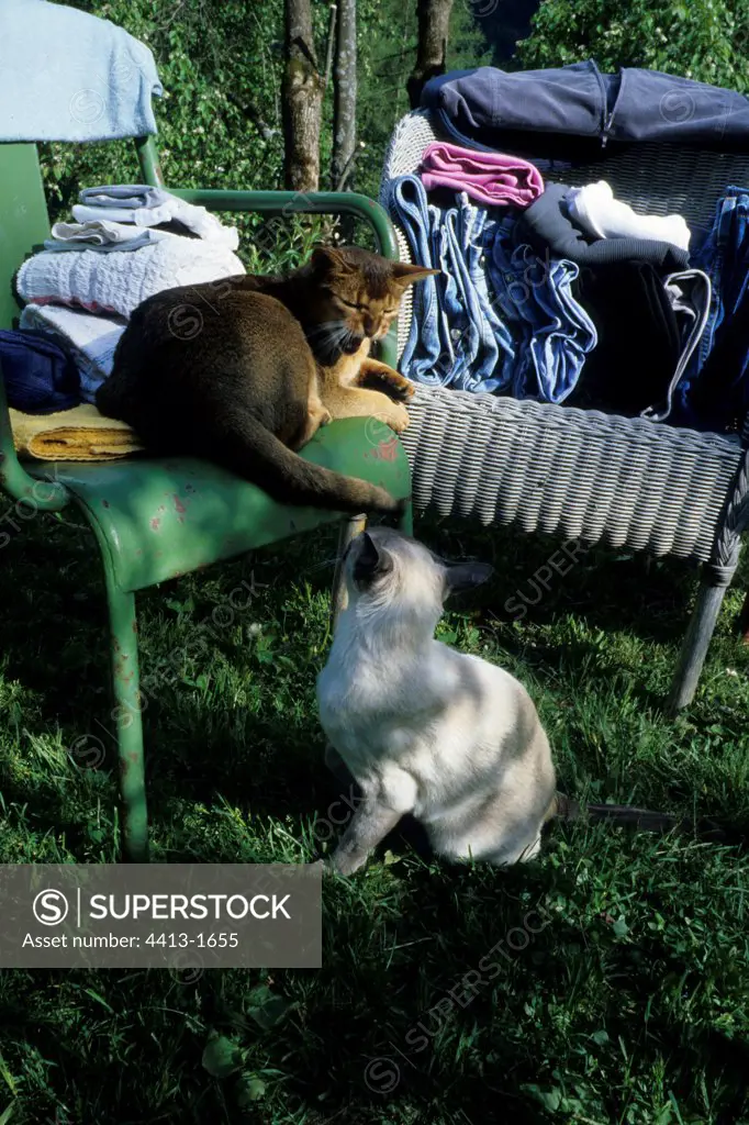 Cats observing each other in a garden