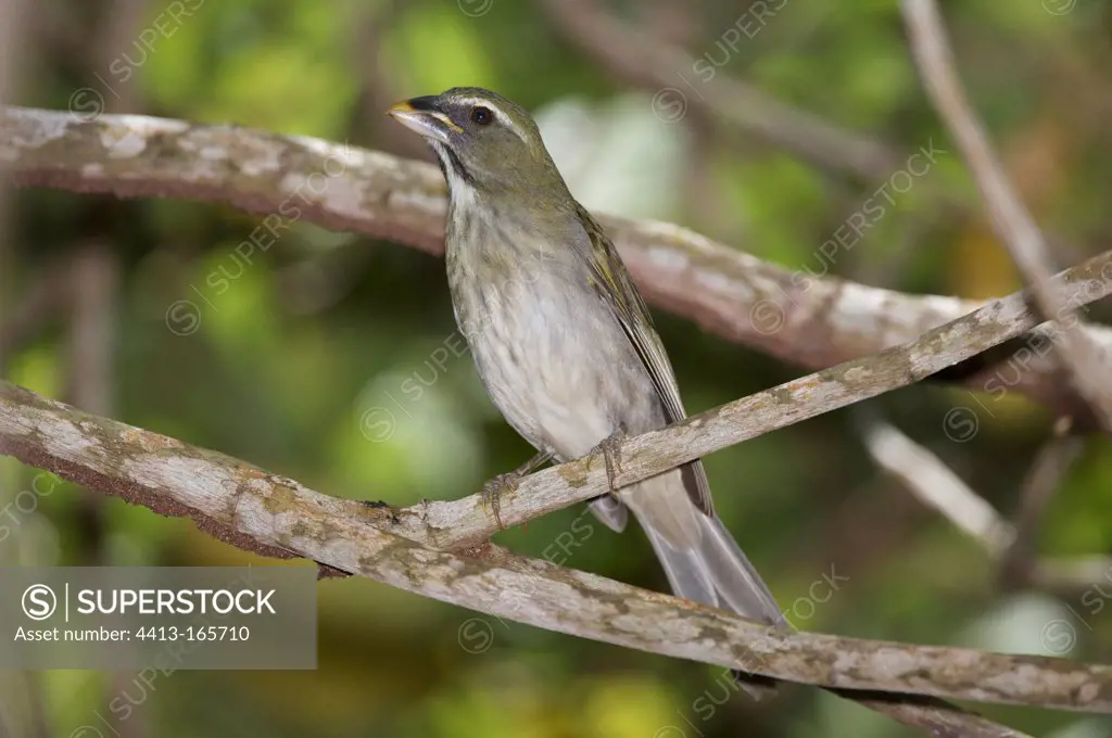 Lesser antillean saltator on a branch St Lucia