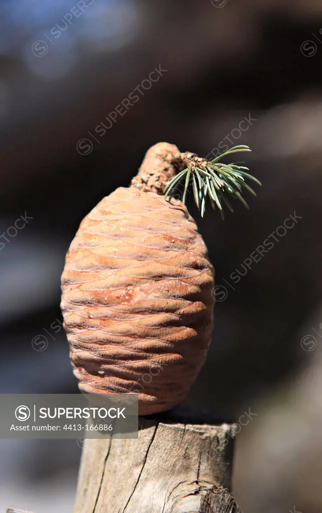 Cone of Cedar of Lebanon Reserve Horsh Arz el-Rab Lebanon