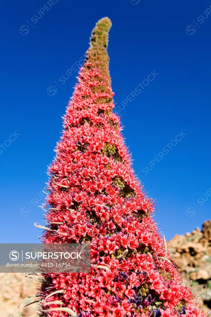 Tower of Jewels Caldera of the volcano El Teide Tenerife