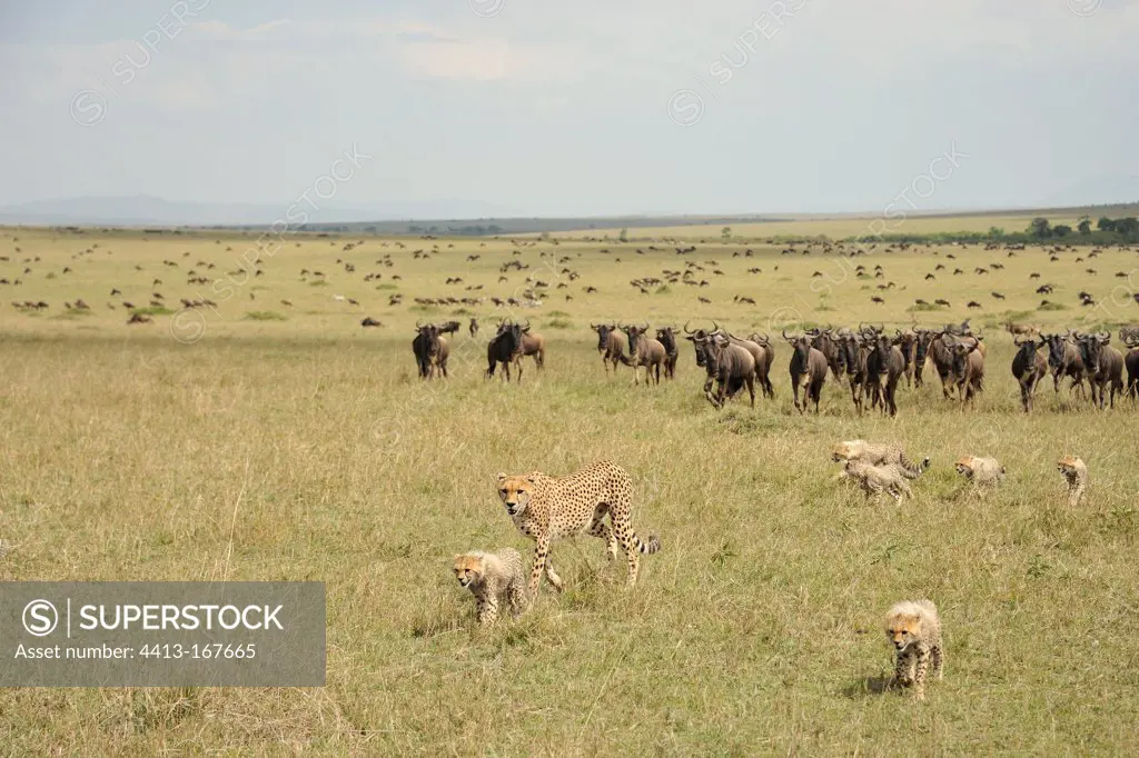 Cheetah and young before a herds of wildebeest Masai Mara