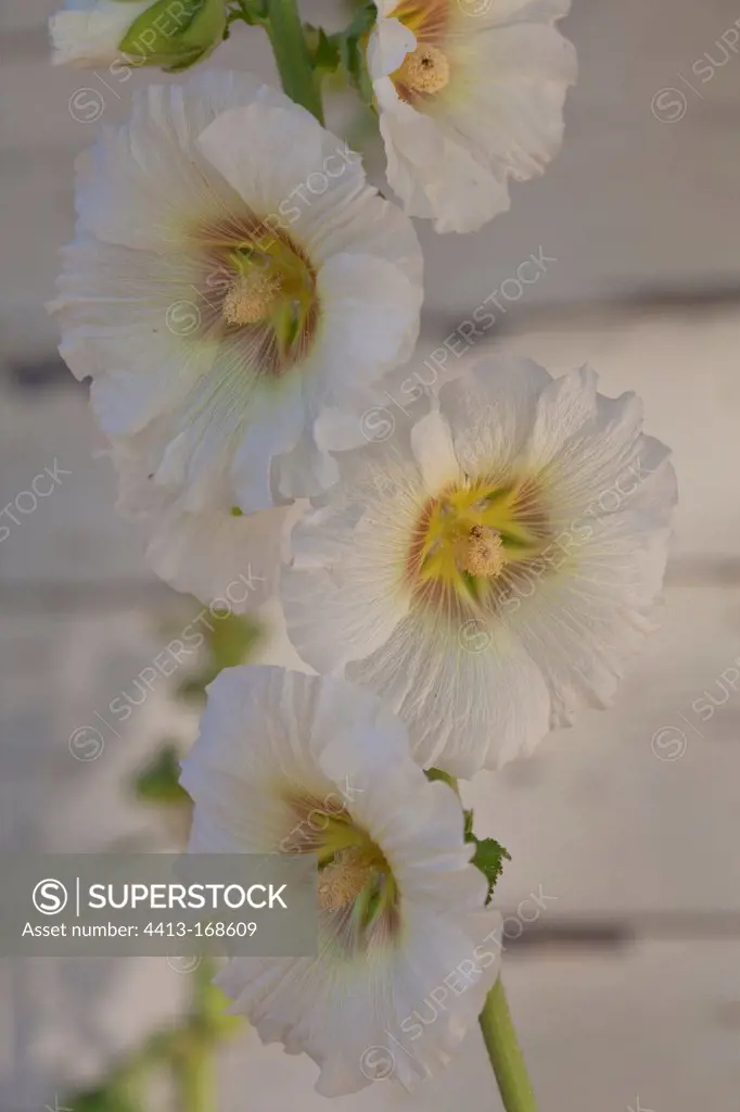 Hollyhock flowers white Provence France