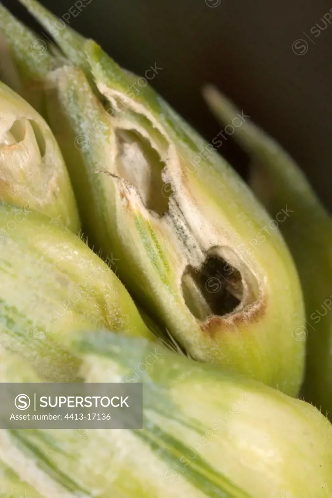 Corn ear spoiled by Bugs France