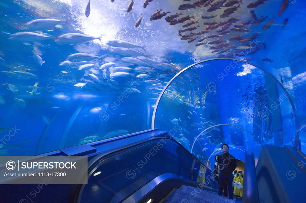 Passage of an escalator in a giant aquarium Yokohama Japan