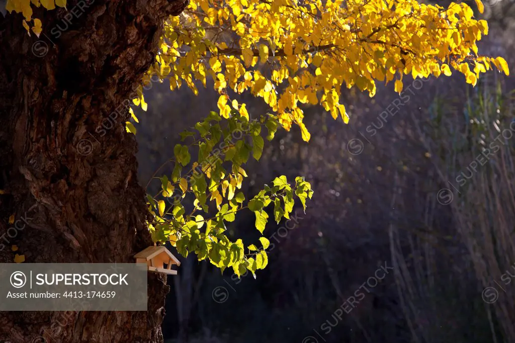 Feeding dish on a white mulberry in autumn Provence France