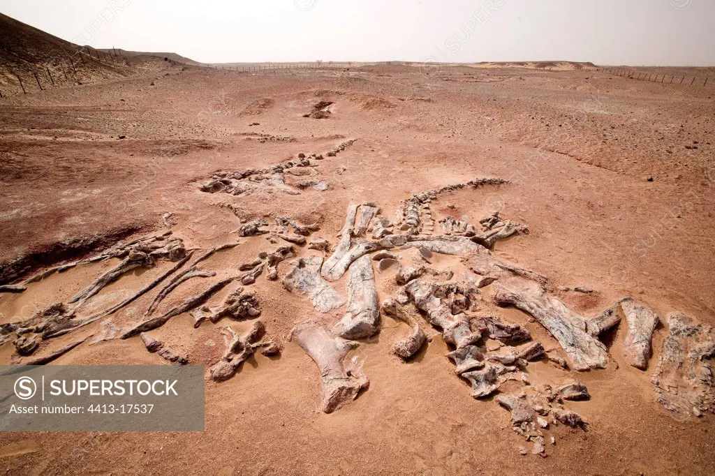 Layer of fossils of Tawachi Desert of Tenere Niger