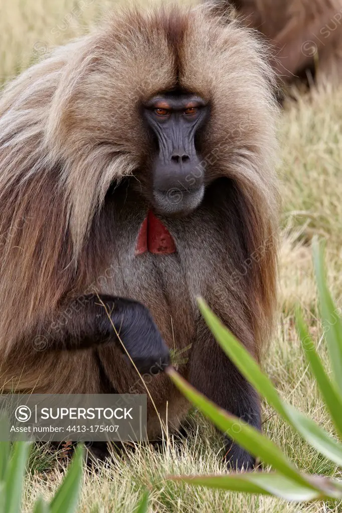 Male Gelada in the Simien Mountains Ethiopia