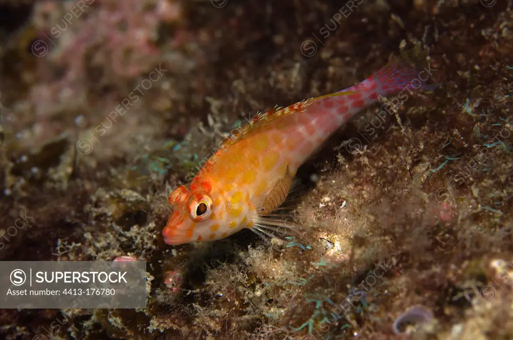 Coral hawkfish in the Cabo Pulmo NP Mexico