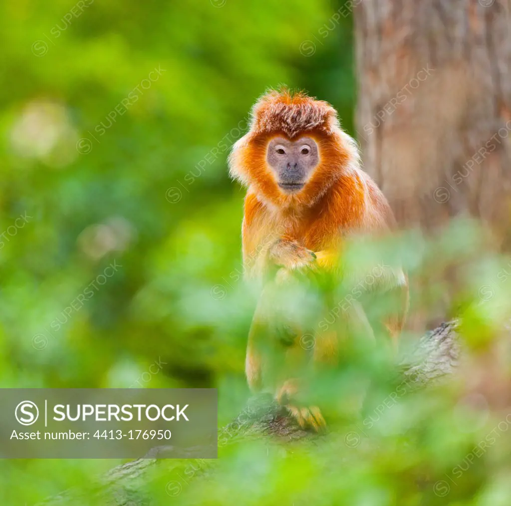 Javan Surilis on a branch