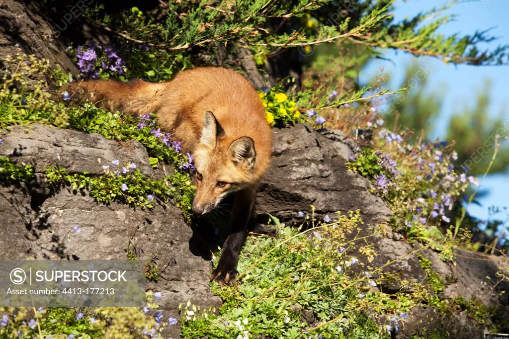 Red fox hunting on a rock Quebec Canada