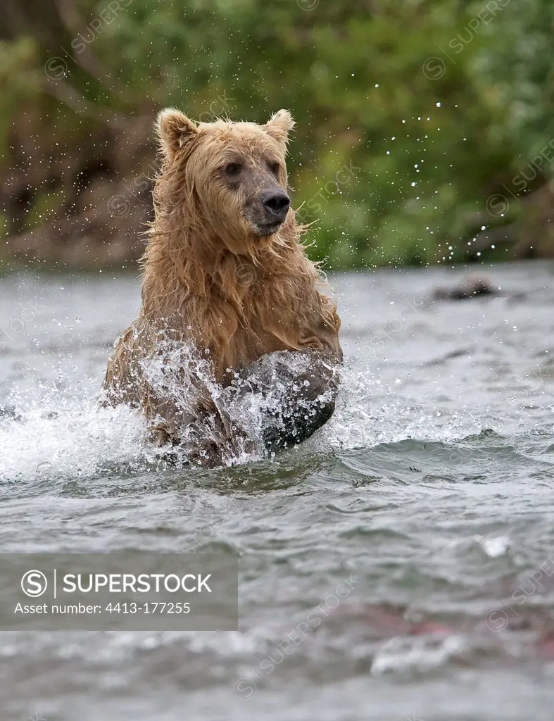 Grizzly Salmon fishing in the river Katmai NP Alaska