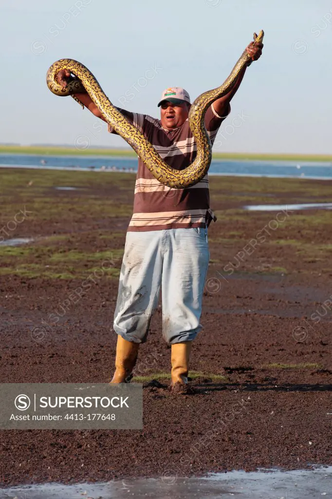 Man holding an Anaconda in the Venezuelan llanos