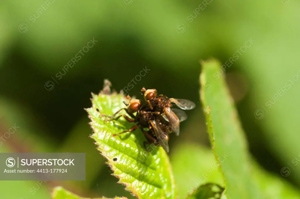 Mating Hornet Mimic Hoverfly on a leaf France